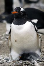 Eselspinguin (61 von 97).jpg